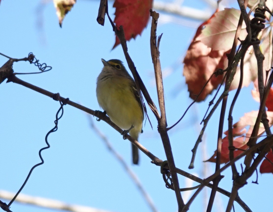 White-eyed Vireo - ML624974621