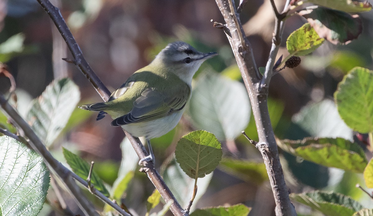 Kızıl Gözlü Vireo - ML624974645