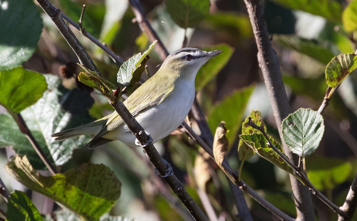 Kızıl Gözlü Vireo - ML624974646
