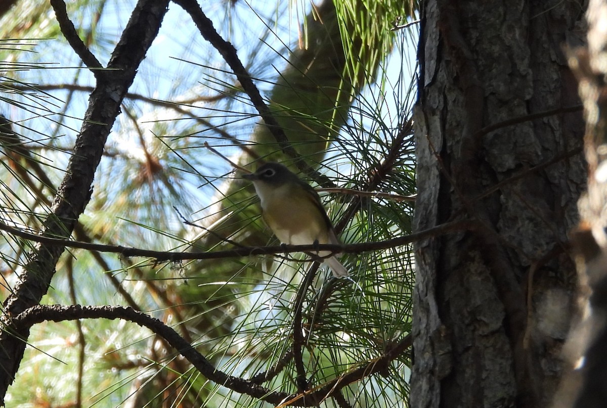 Blue-headed Vireo - ML624974676