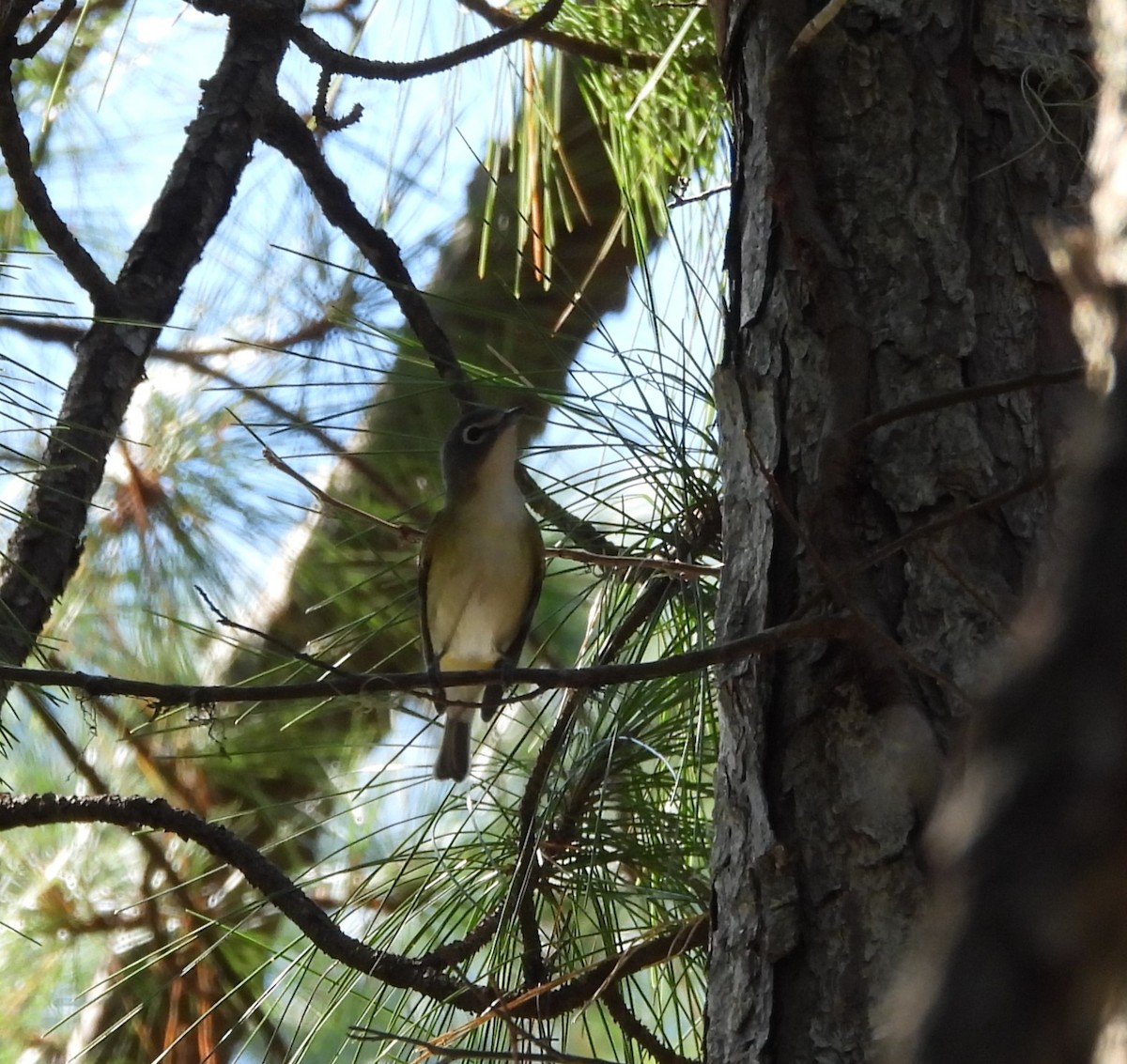 Blue-headed Vireo - ML624974715