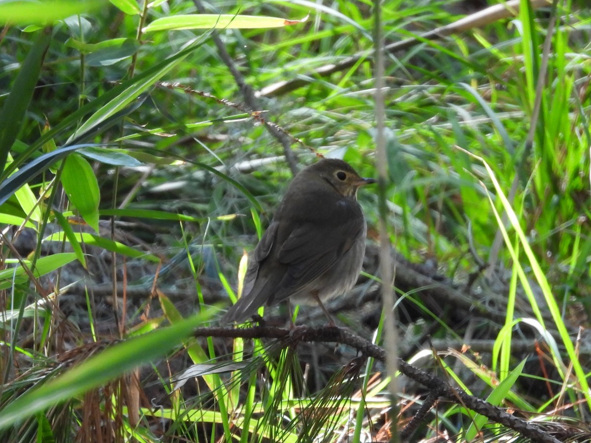 Swainson's Thrush - ML624974780