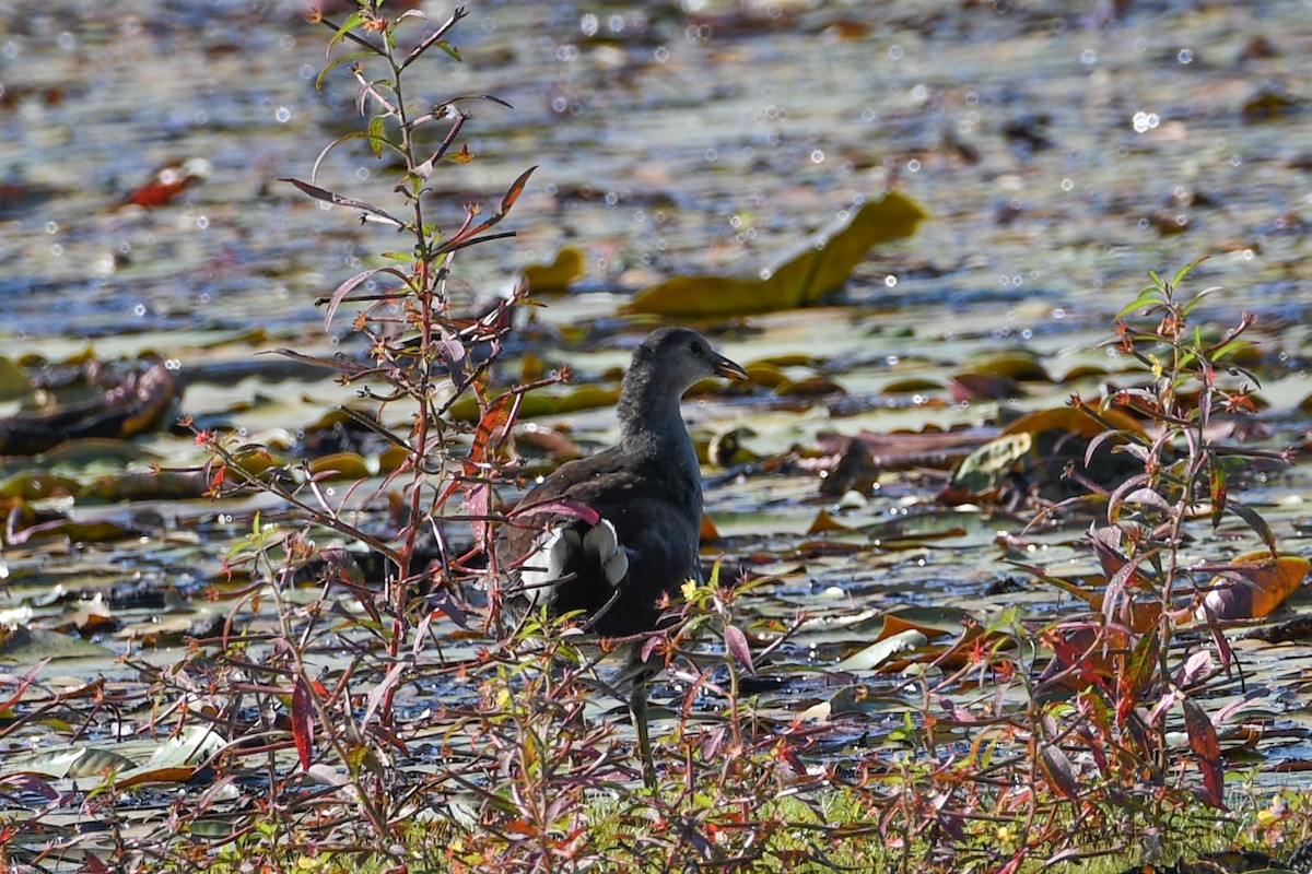 Common Gallinule - ML624974787