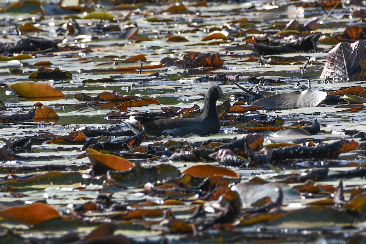 Common Gallinule - ML624974788