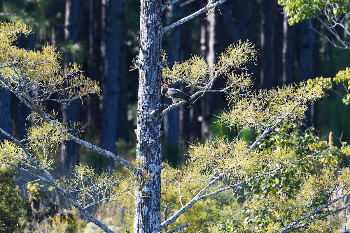 Red-shouldered Hawk - ML624974813