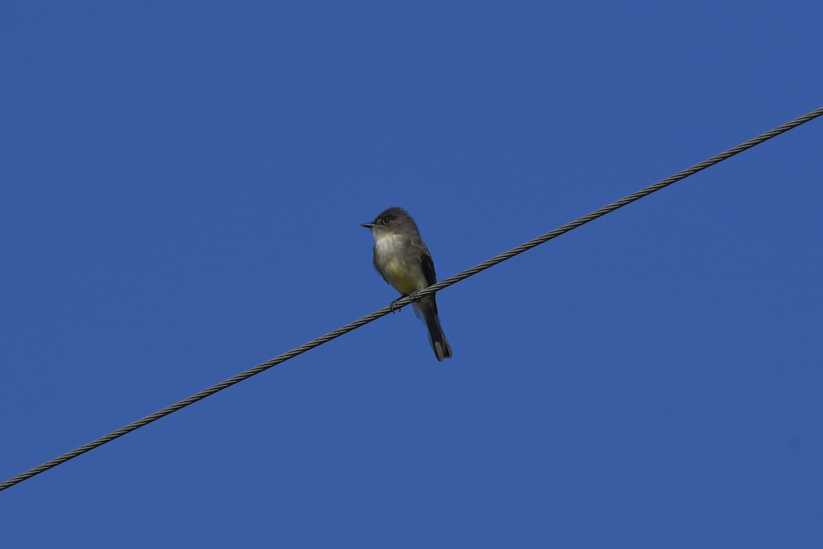 Eastern Phoebe - ML624974816