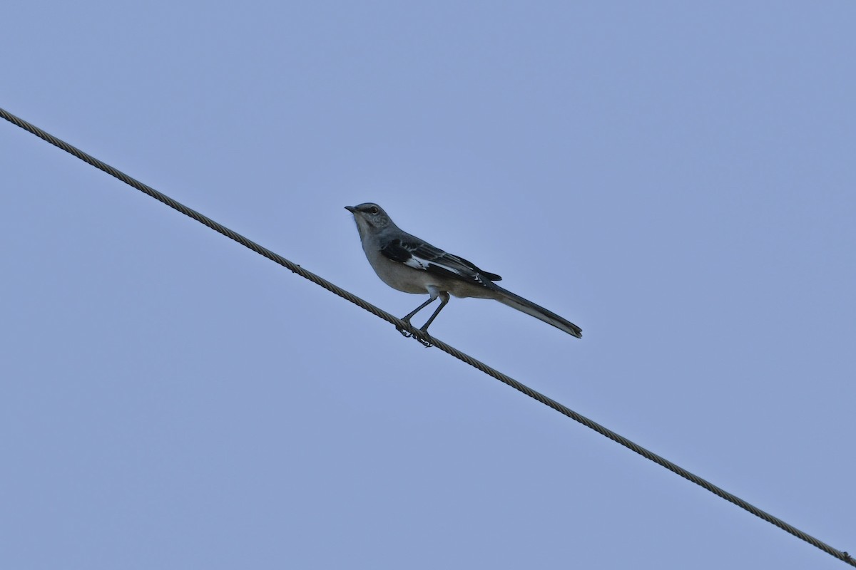 Northern Mockingbird - ML624974836