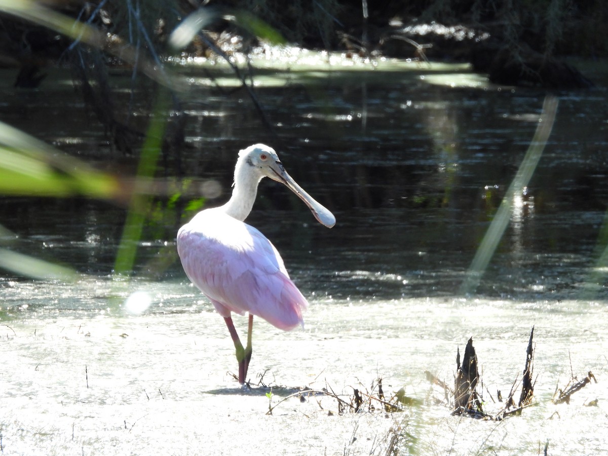 Roseate Spoonbill - ML624974873