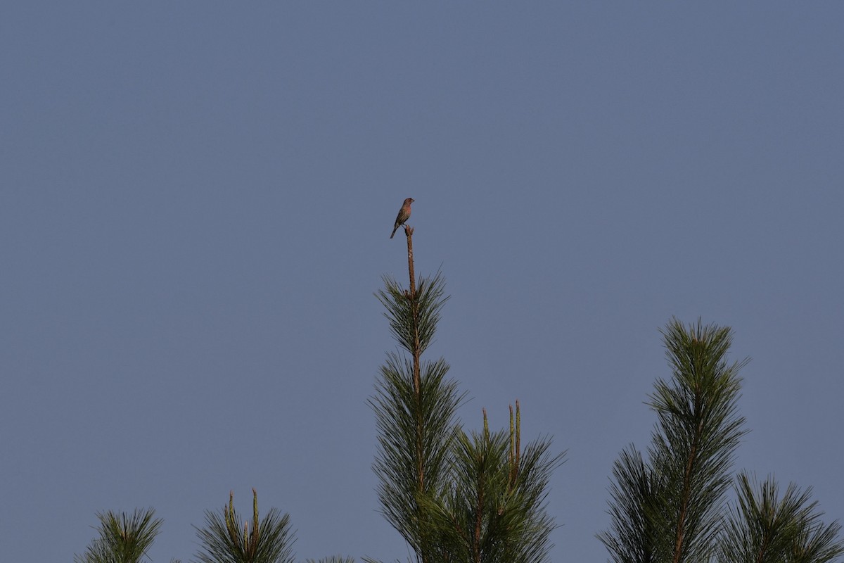 House Finch - ML624974879