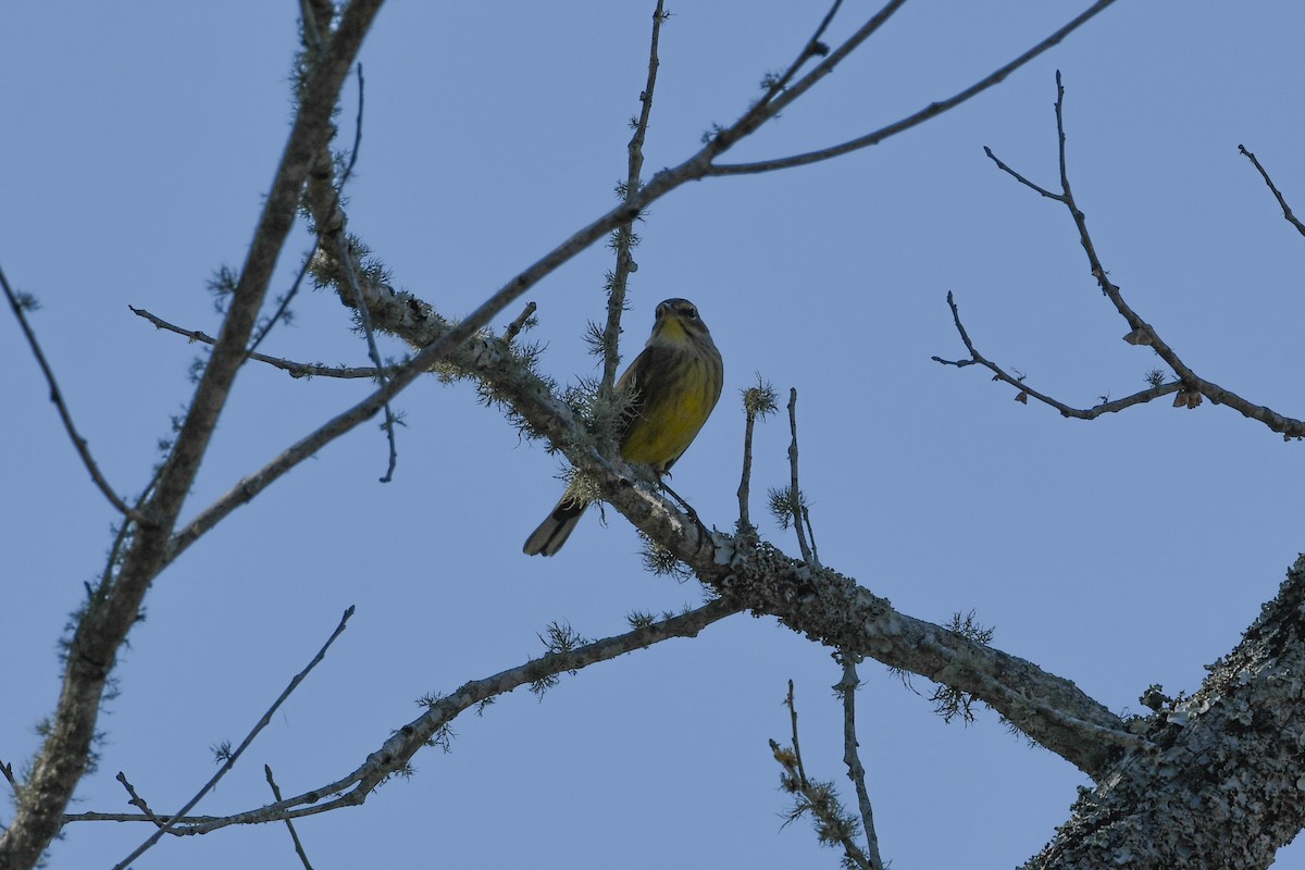 Palm Warbler - ML624974908