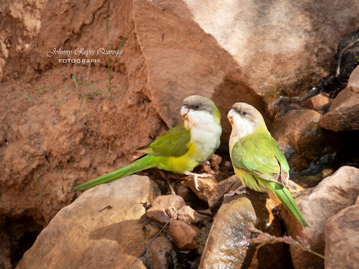 Gray-hooded Parakeet - ML624974953