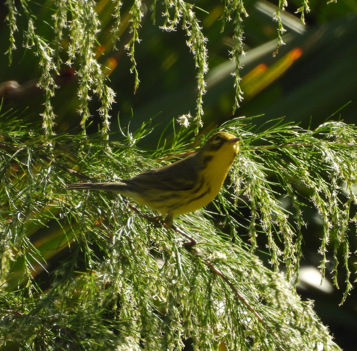 Prairie Warbler - ML624974974