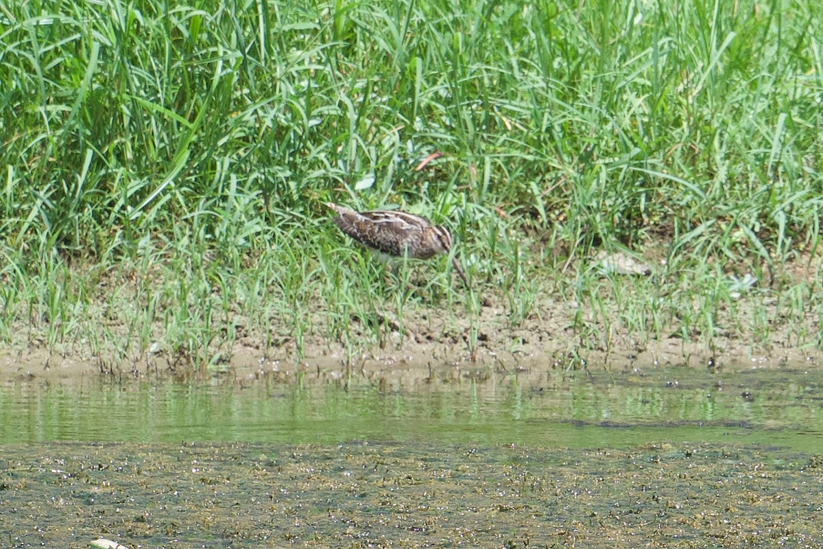 Wilson's Snipe - ML624975031