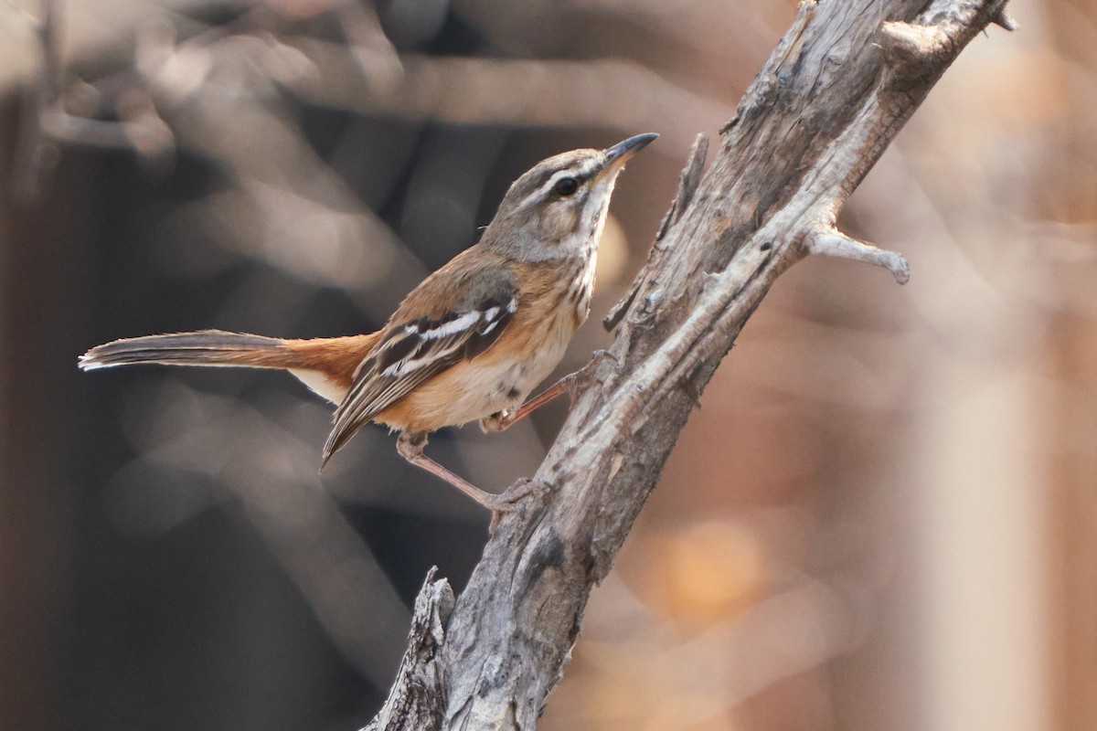 White-browed Scrub-Robin - Dominique Genna