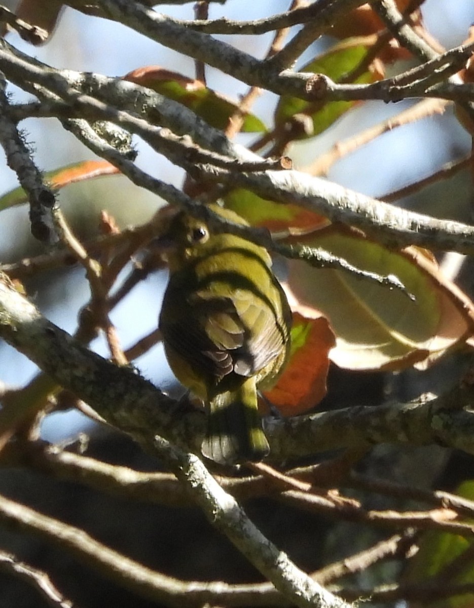 Painted Bunting - ML624975063