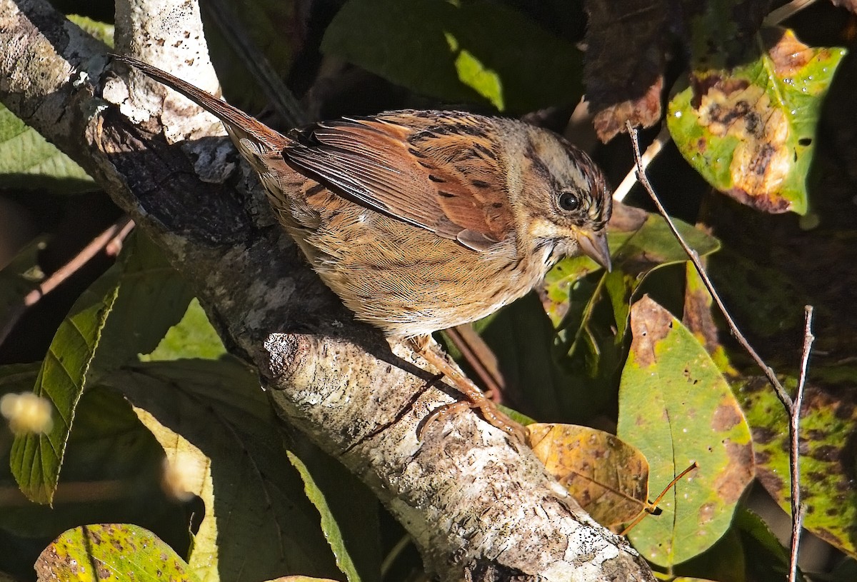 Swamp Sparrow - ML624975160