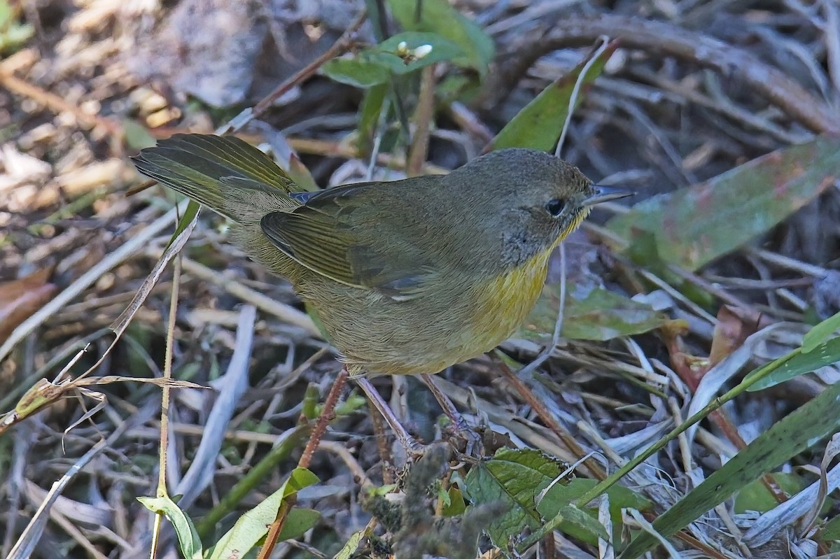 Common Yellowthroat - ML624975178