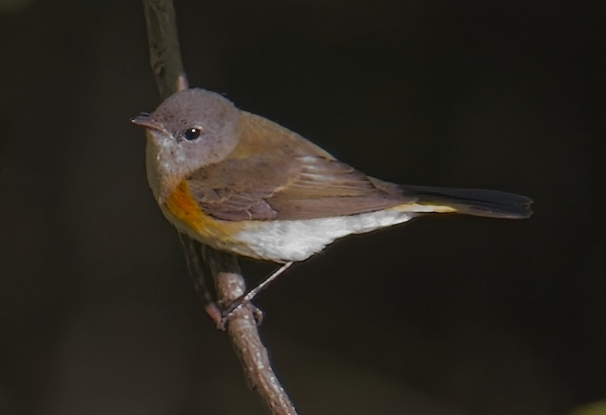American Redstart - ML624975205