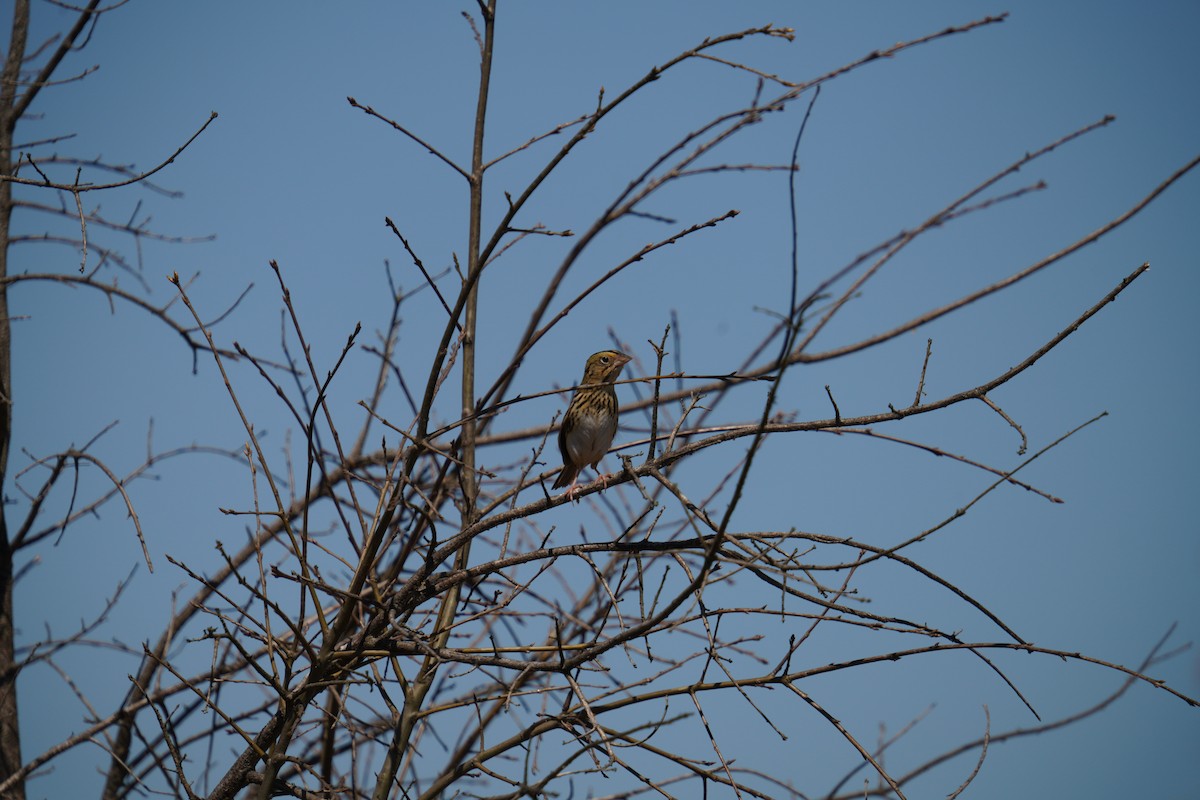 Henslow's Sparrow - ML624975427