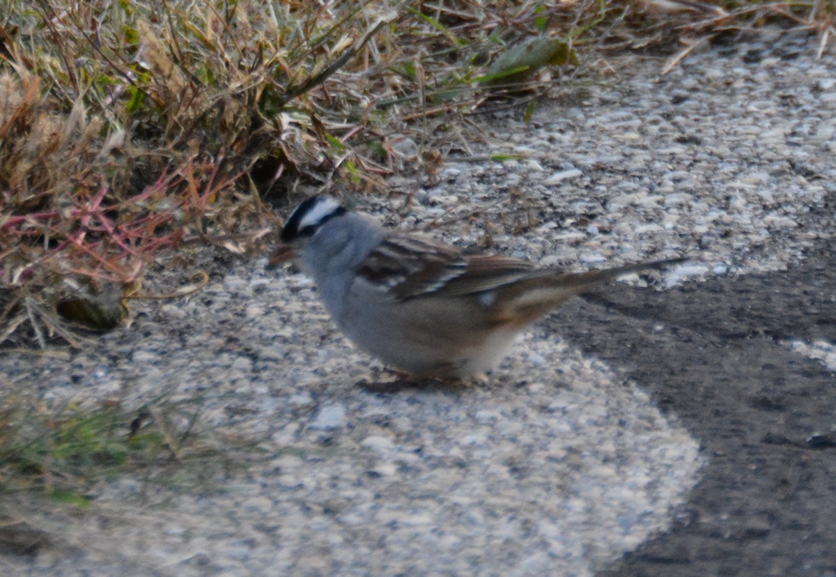 White-crowned Sparrow - ML624975606