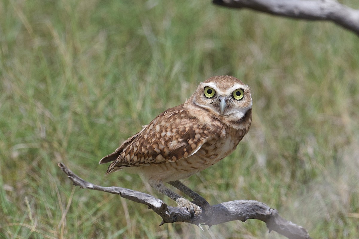 Burrowing Owl - ML624975674