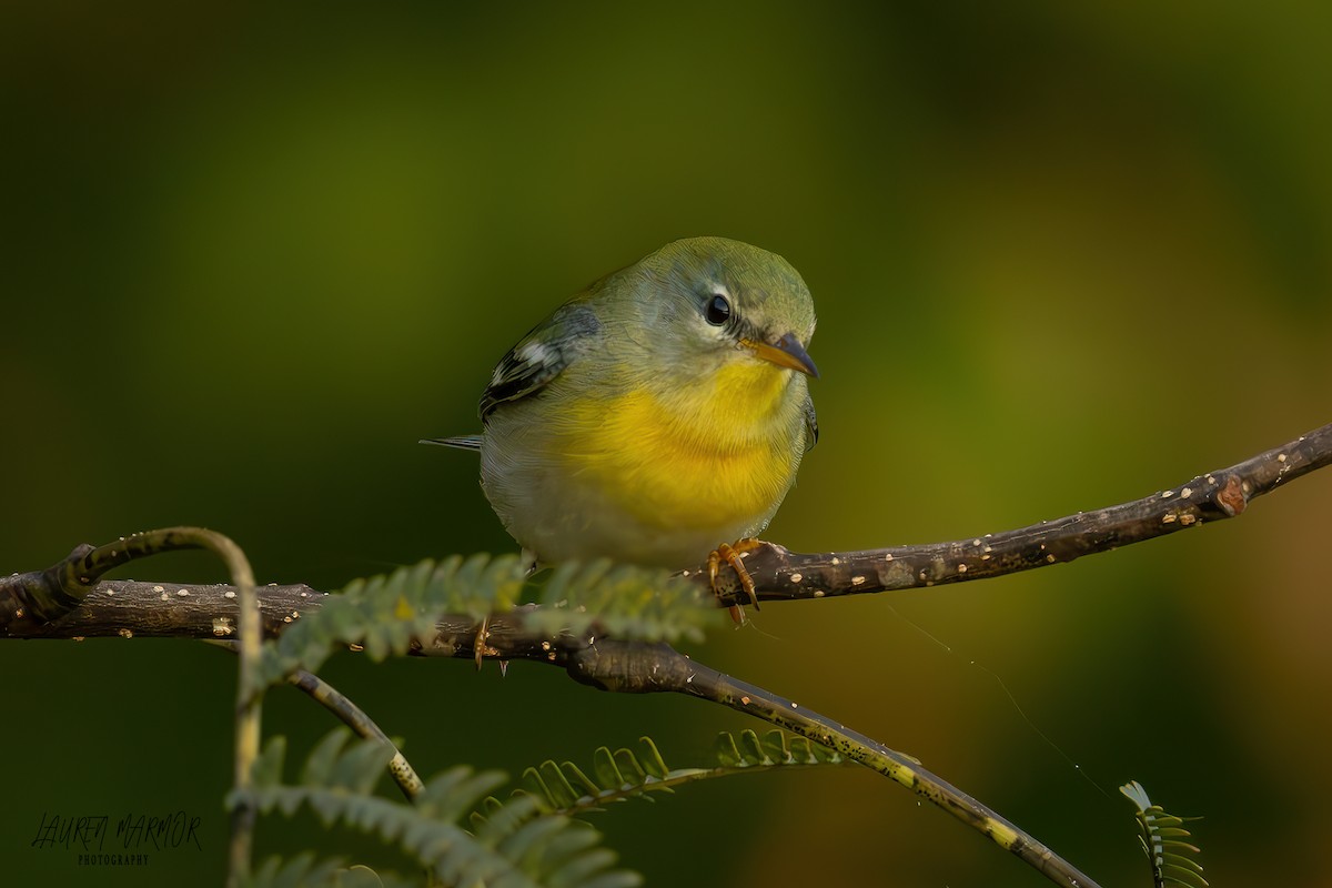 Northern Parula - ML624975725