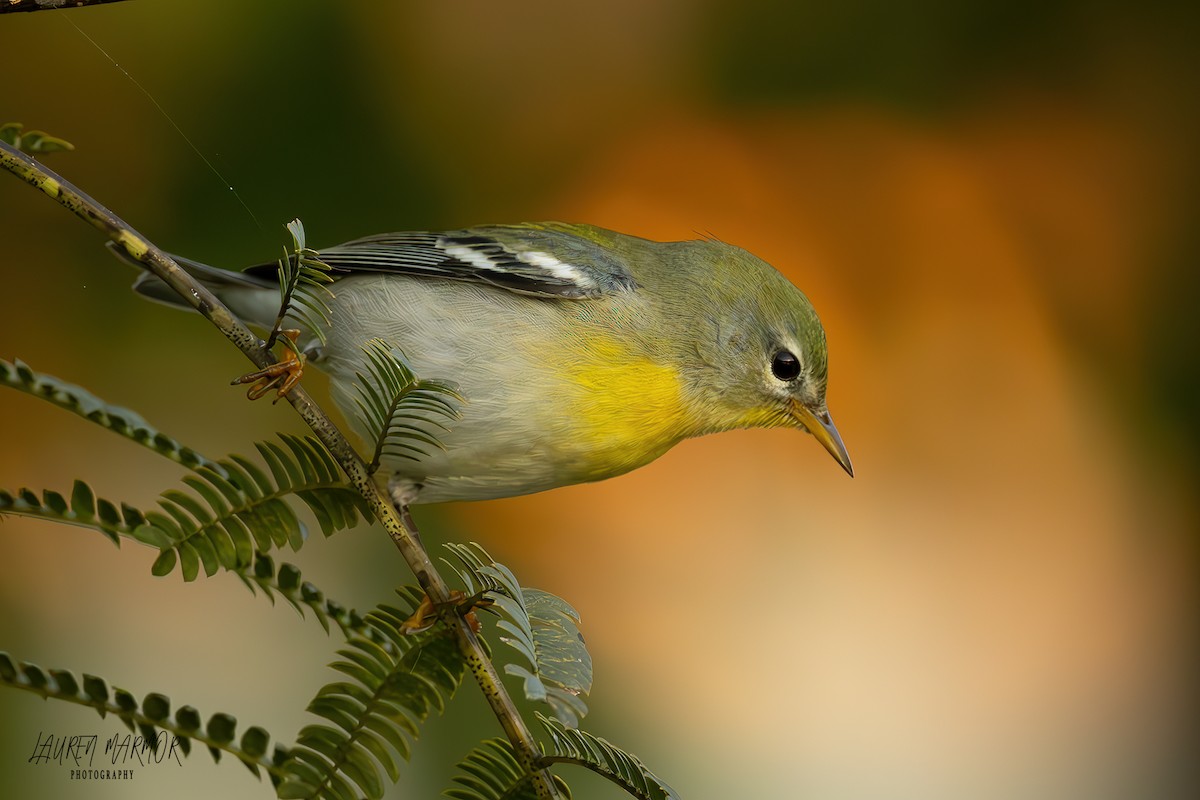 Northern Parula - ML624975726