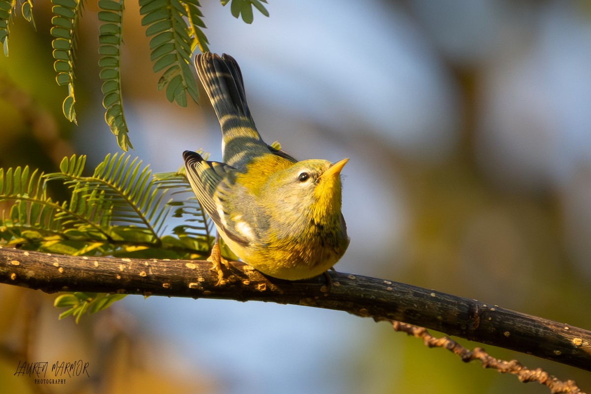 Northern Parula - ML624975727