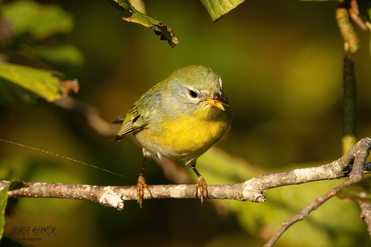 Northern Parula - ML624975728