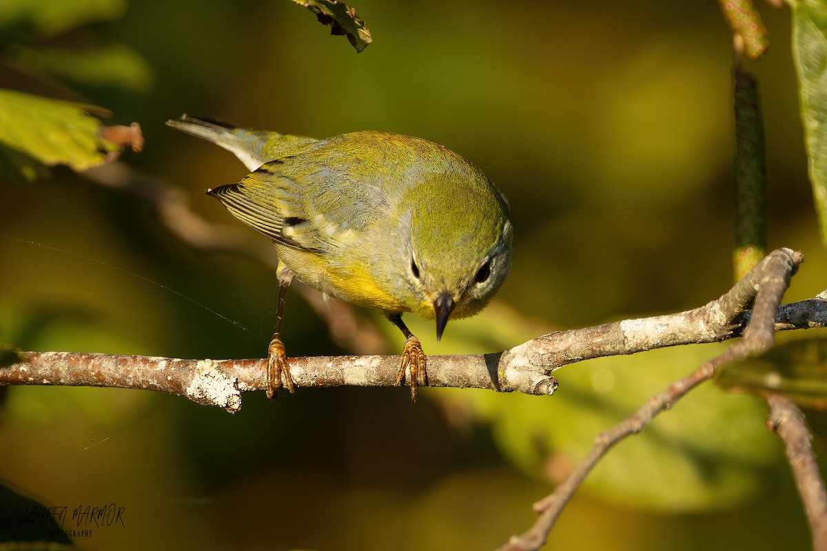 Northern Parula - ML624975734