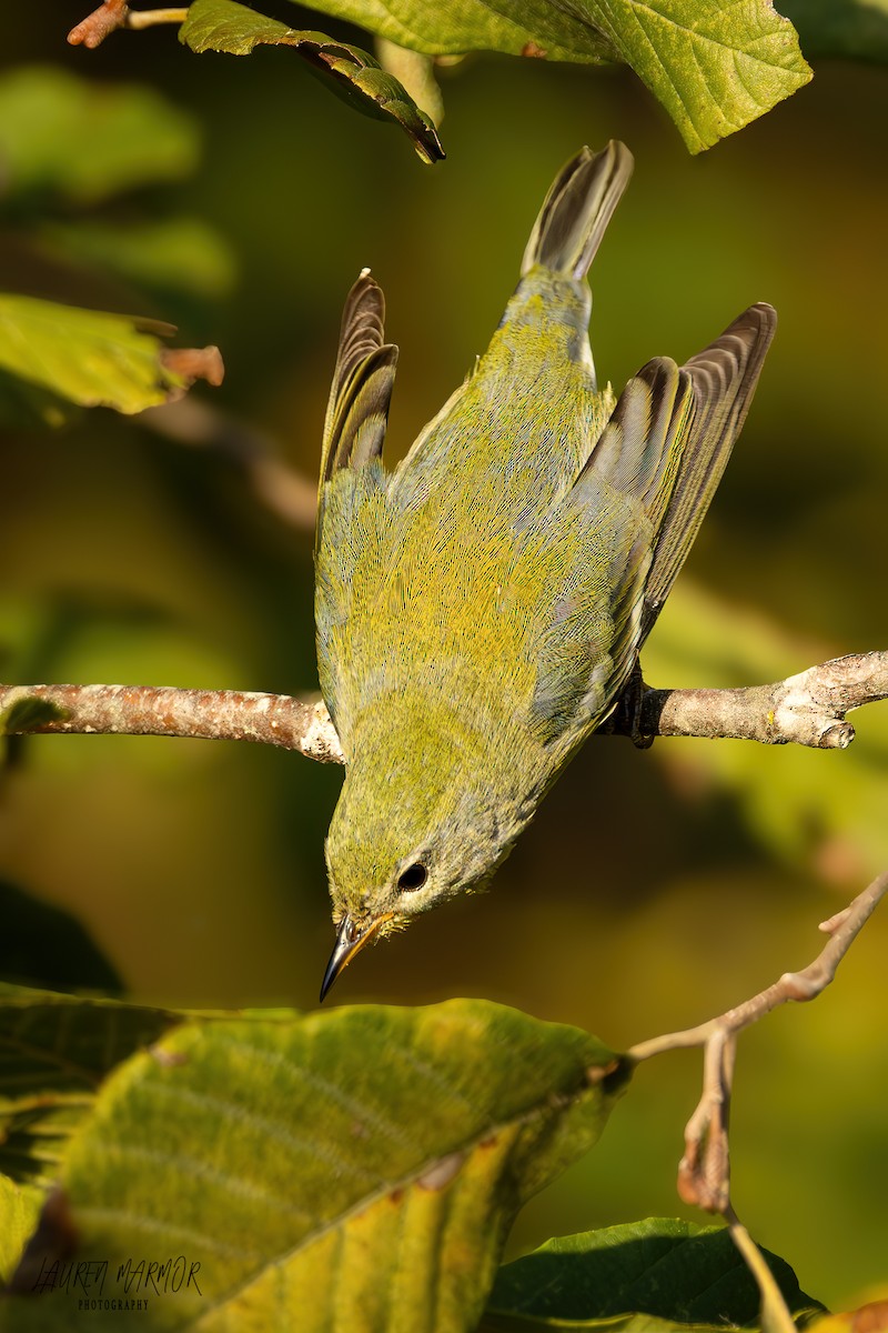 Northern Parula - ML624975735