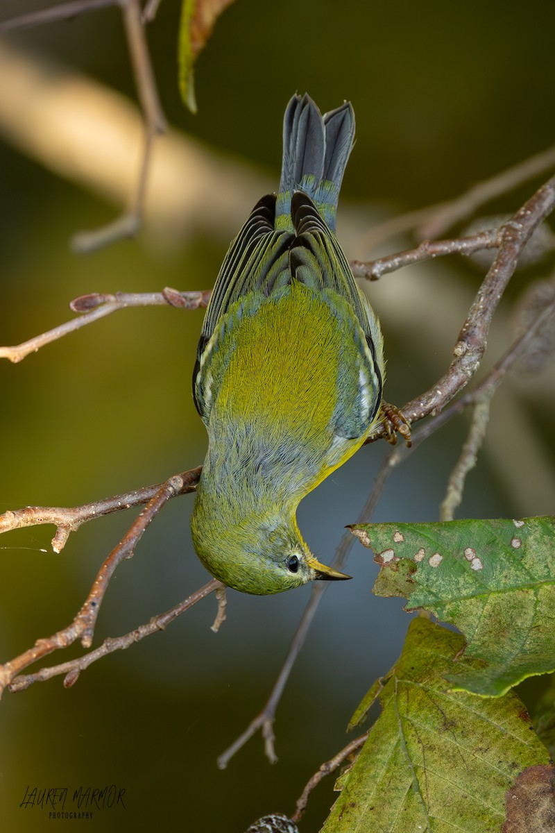 Northern Parula - ML624975736