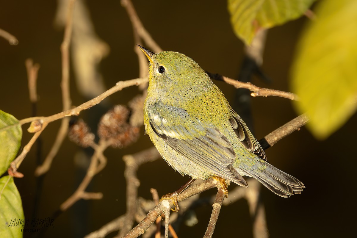 Northern Parula - ML624975737