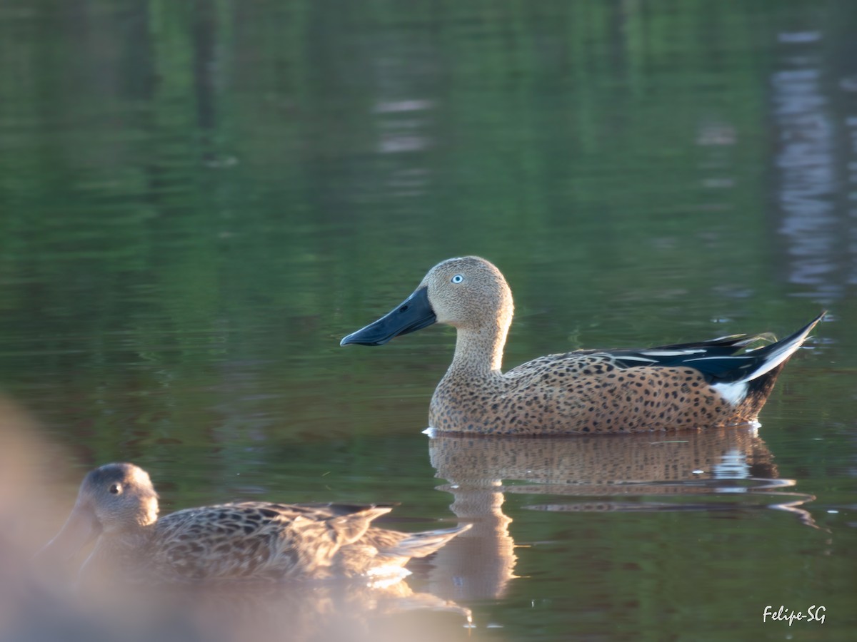 Red Shoveler - ML624975745