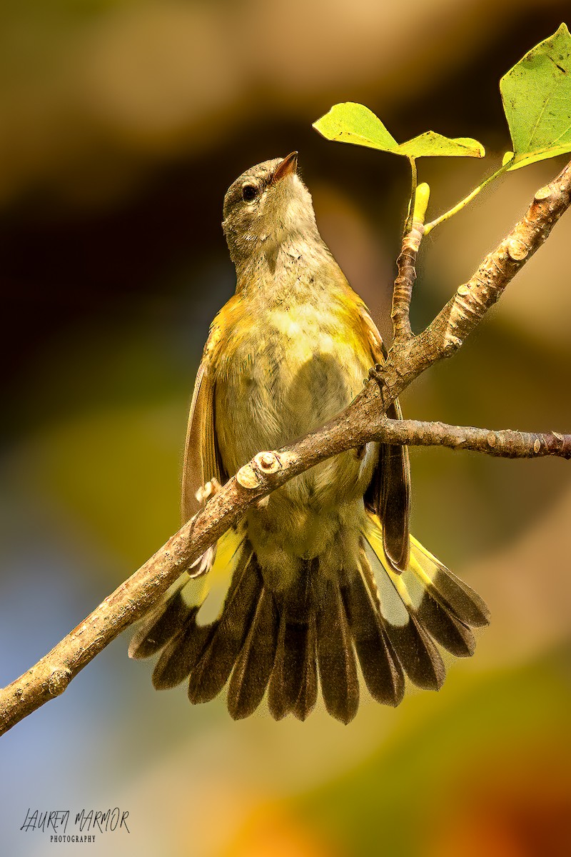 American Redstart - ML624975751