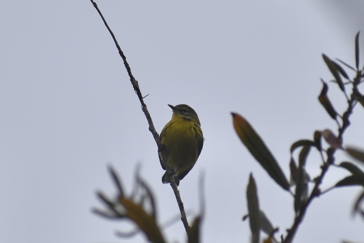 Paruline des prés - ML624975825