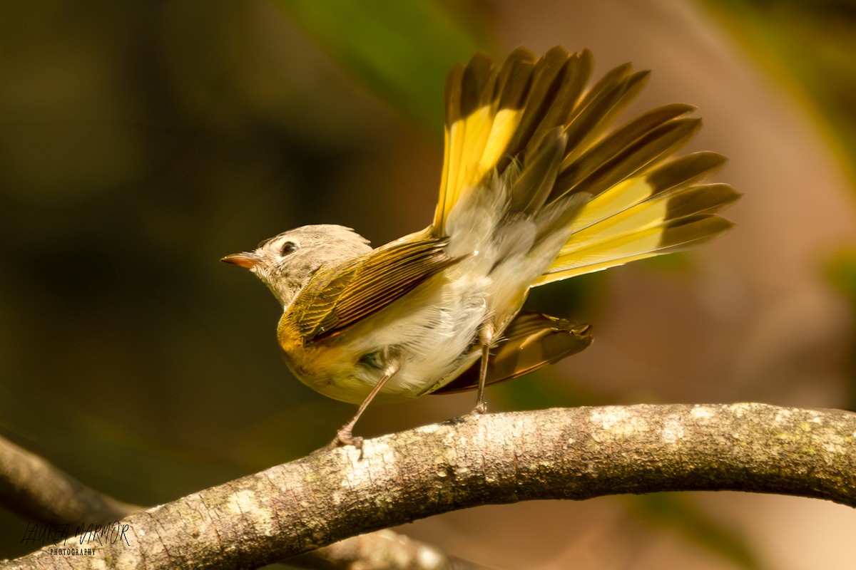 American Redstart - ML624975826