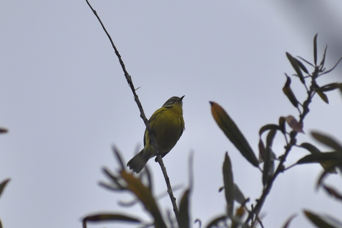 Paruline des prés - ML624975829