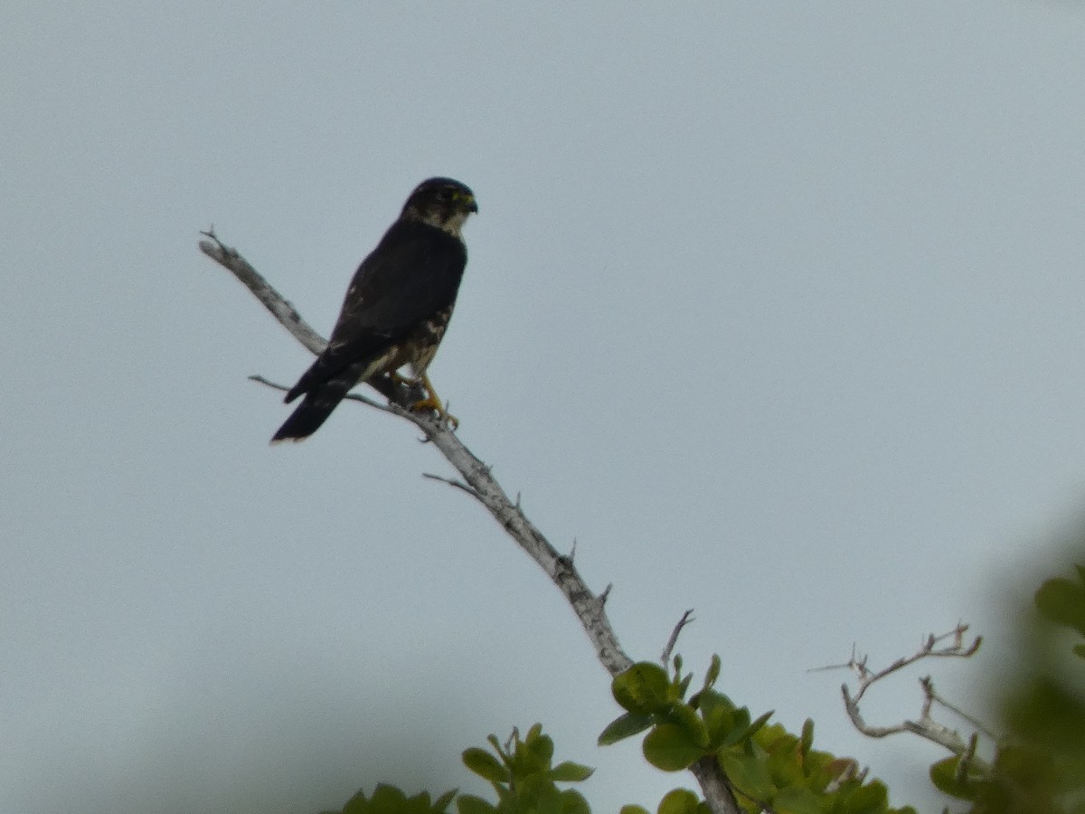 Merlin - ML624975899