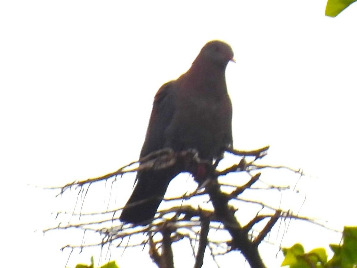 Red-billed Pigeon - ML624975922