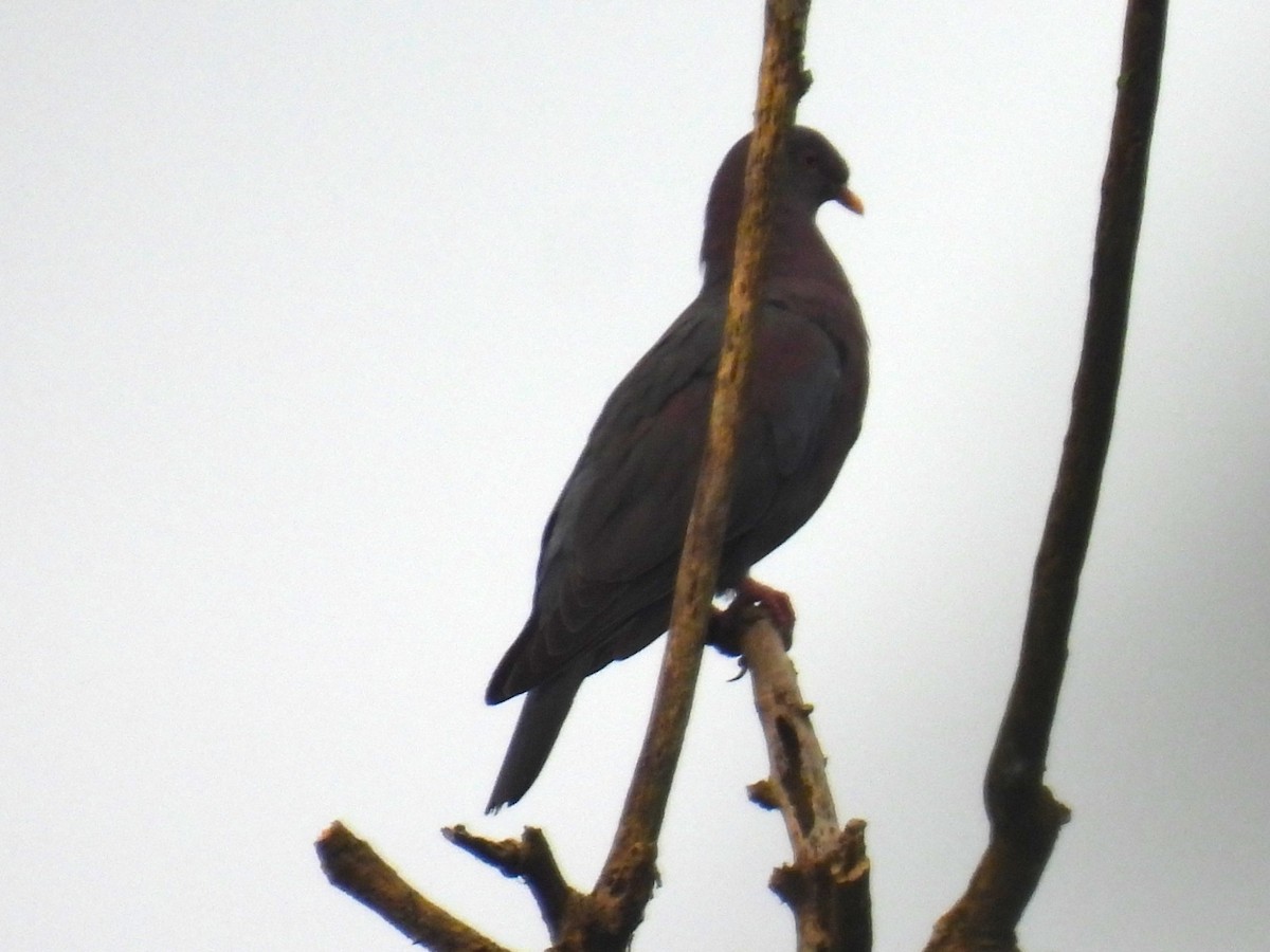 Red-billed Pigeon - ML624975923