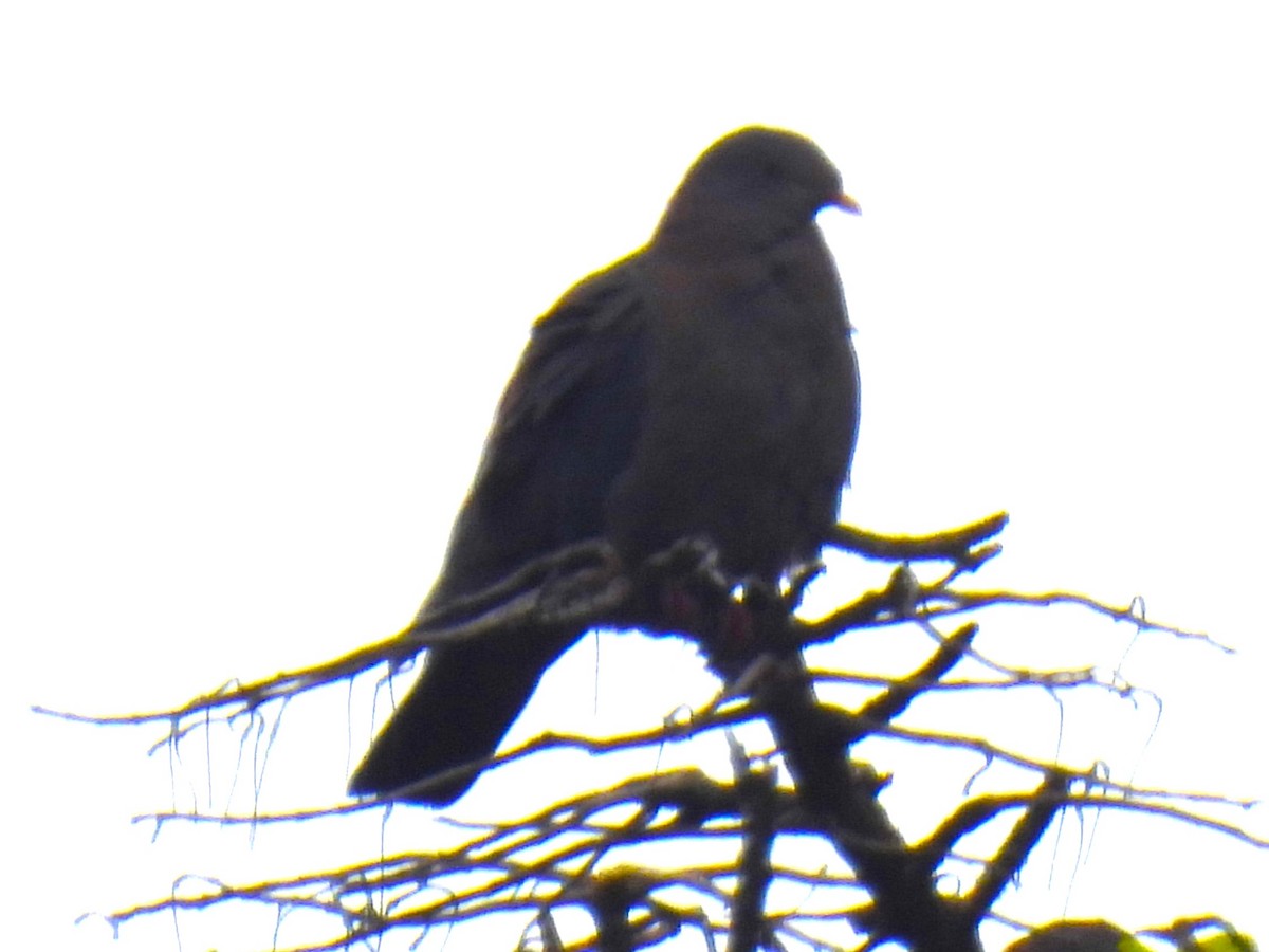 Red-billed Pigeon - ML624975924