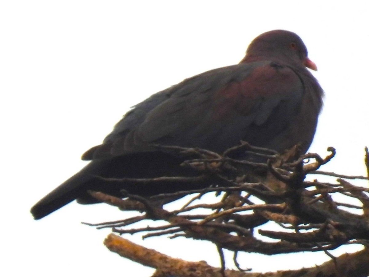 Red-billed Pigeon - Gil Aburto-Avila