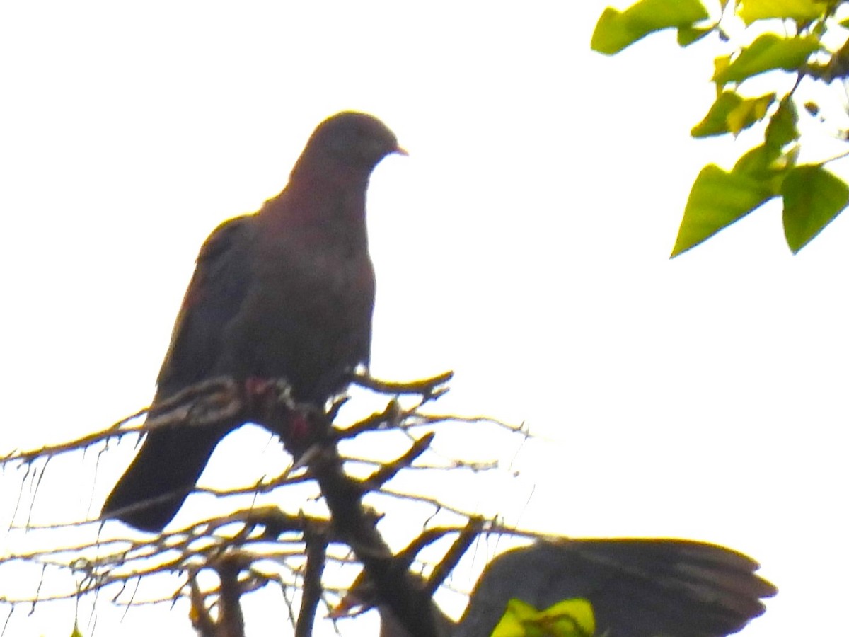 Red-billed Pigeon - ML624975926