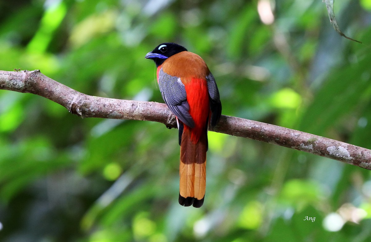 Scarlet-rumped Trogon - ML62497611