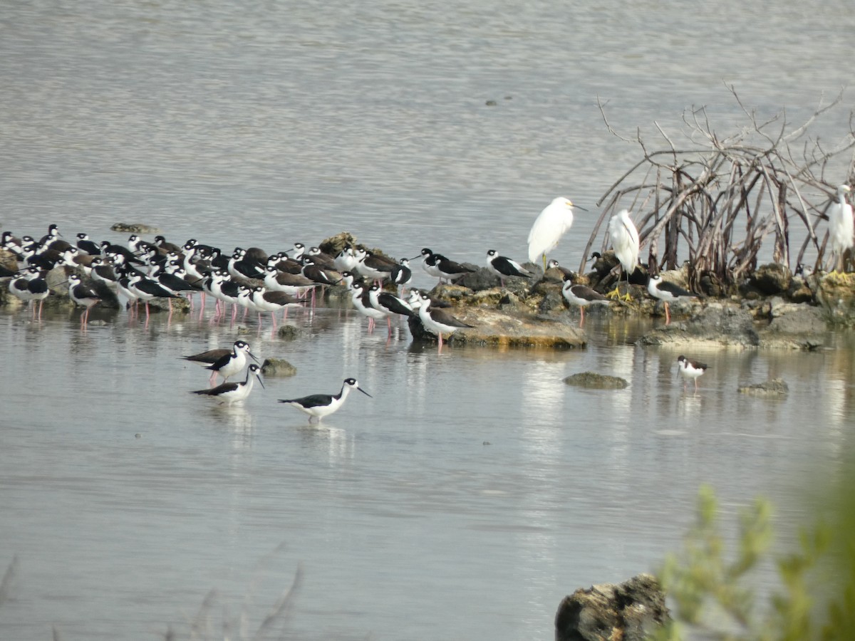 Black-necked Stilt - ML624976126