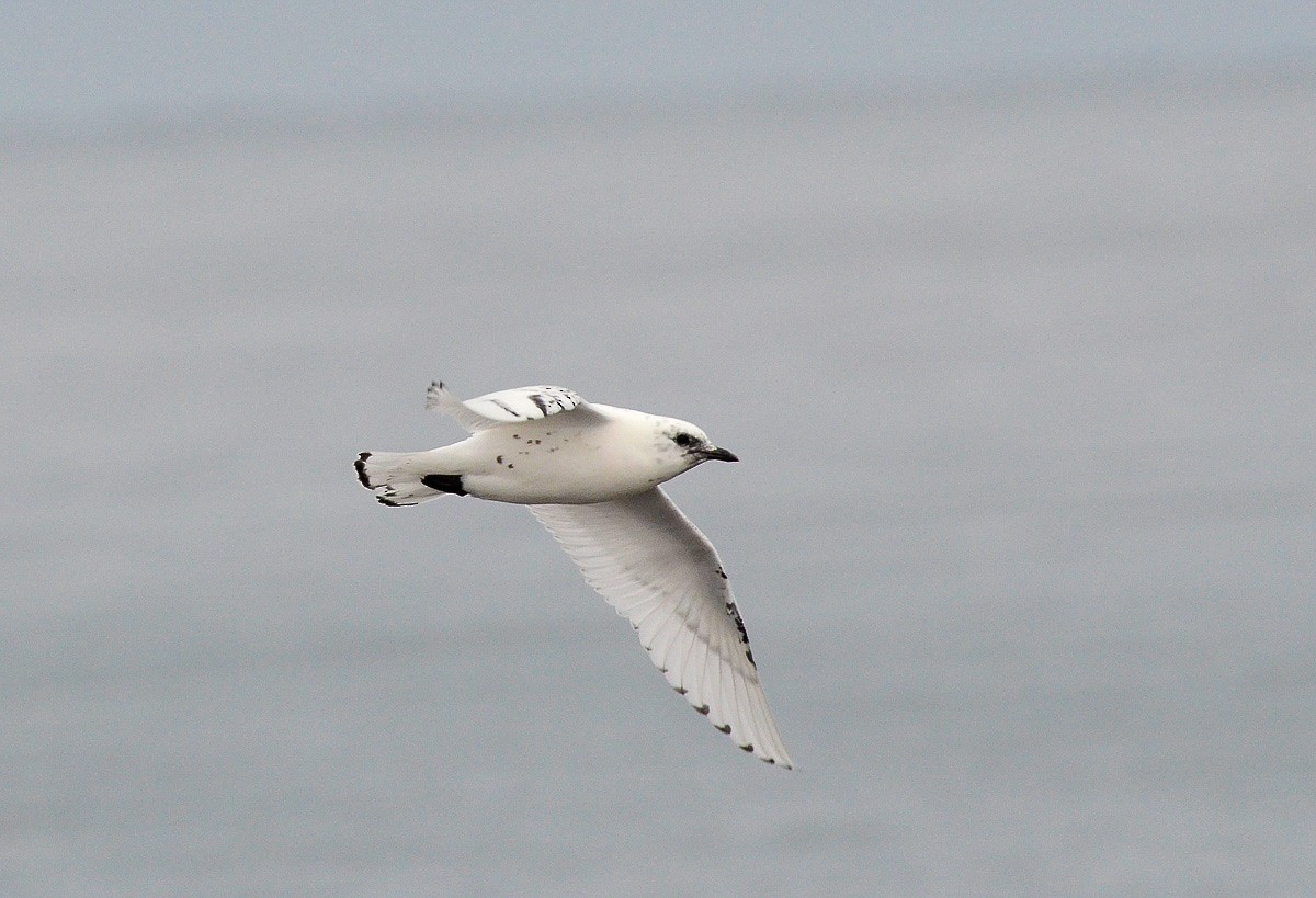 Mouette blanche - ML624976187