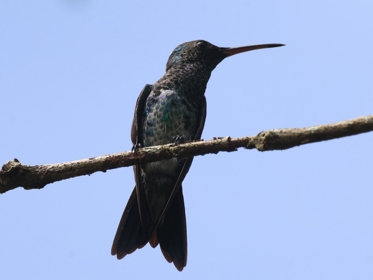 Shining-green Hummingbird - ML624976206