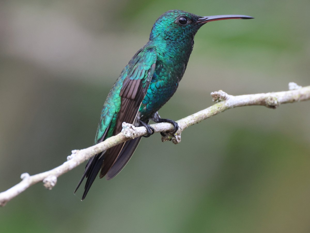 Shining-green Hummingbird - ML624976208