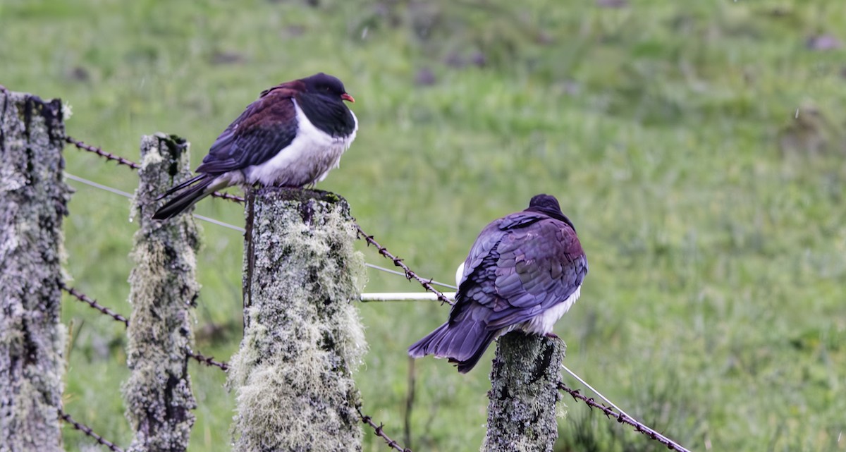 New Zealand Pigeon - Rebel Warren and David Parsons